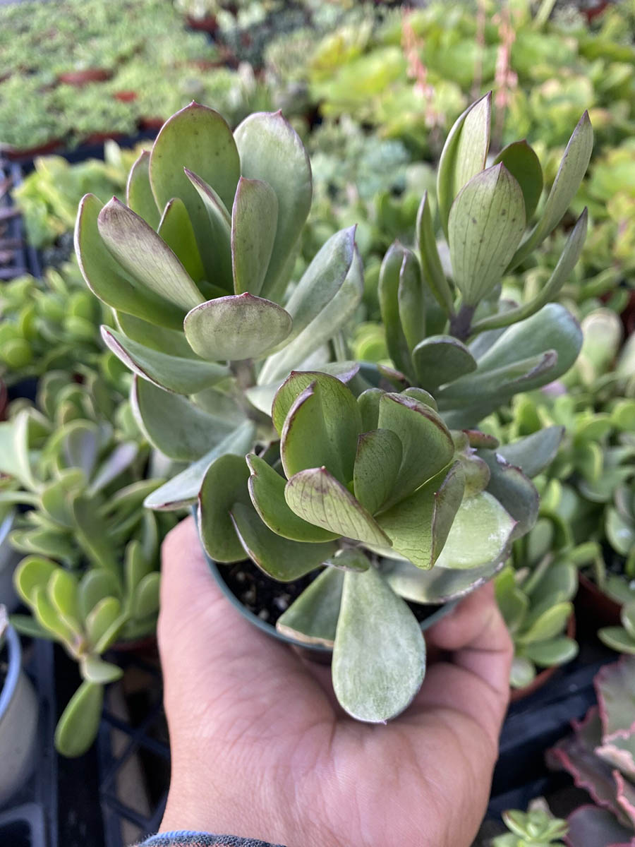 85AD7603-72E3-43DB-AA97-DAEC07023F90