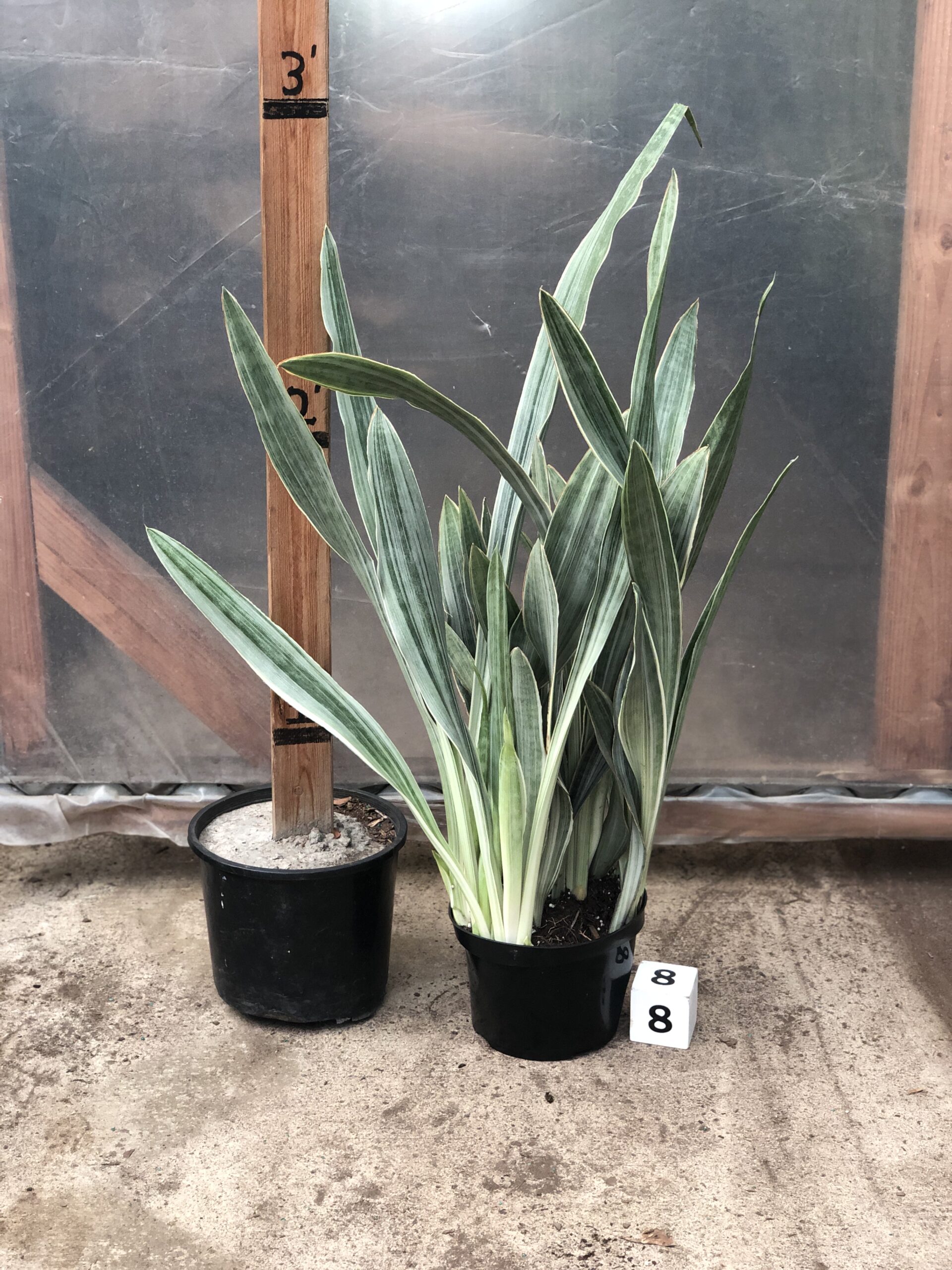 29142_8 Sansevieria Sayurii_IMG_0271