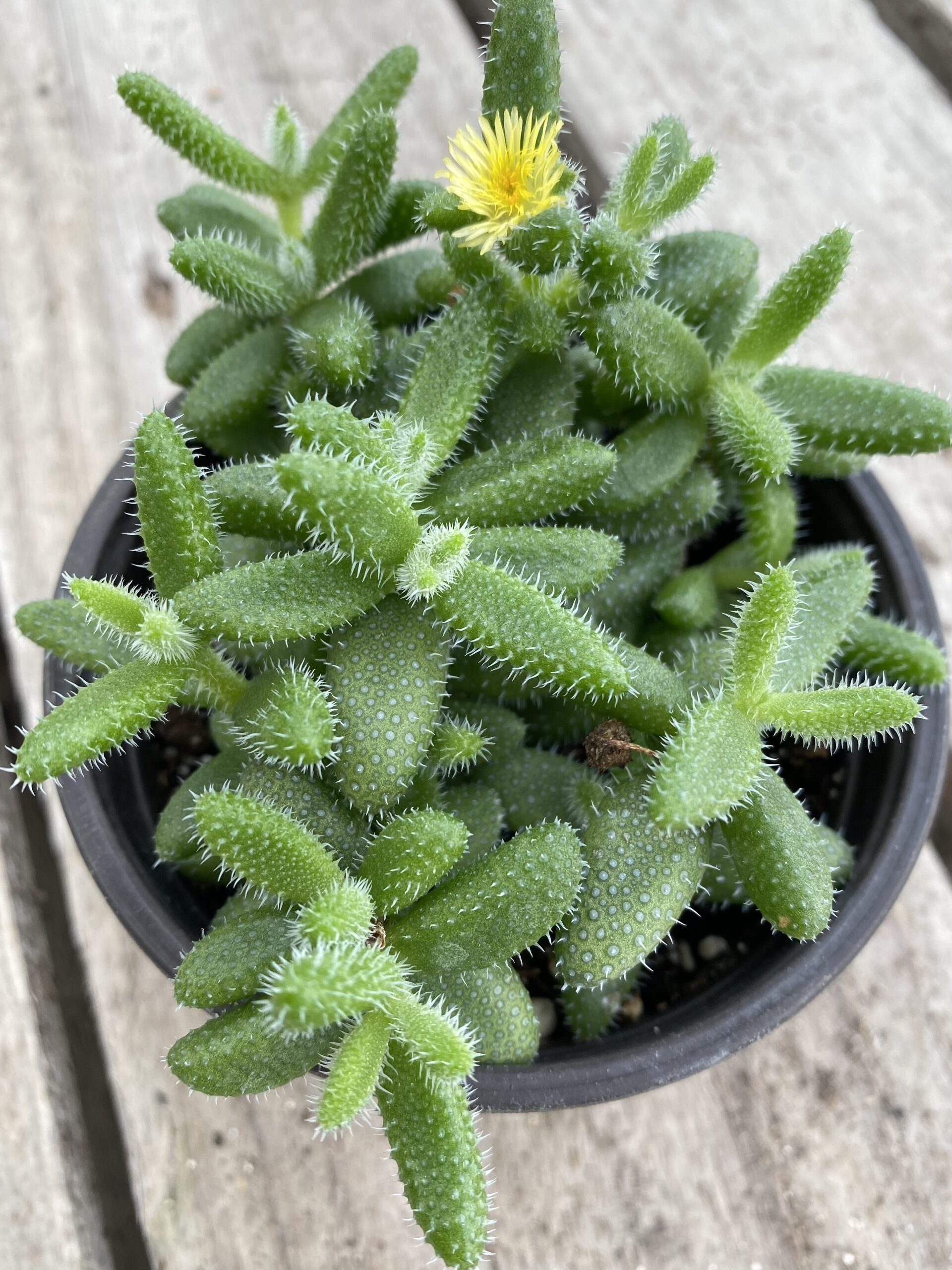 34041_4 Delosperma Echinatum_IMG-1543