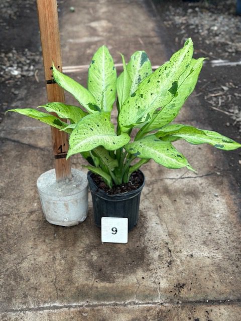 34080_09 Dieffenbachia Camouflage_IMG_9389