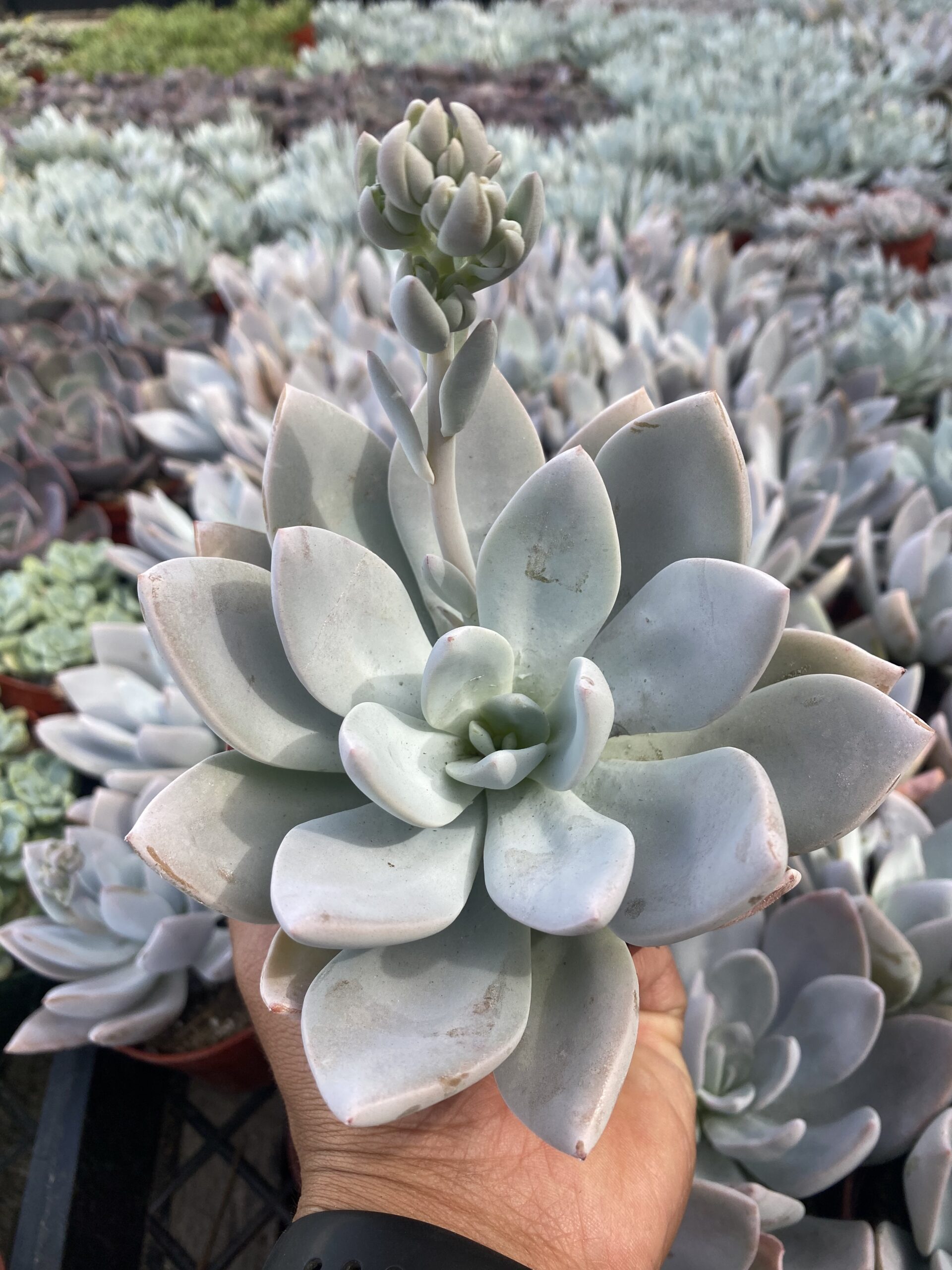 A8071703-0216-4F75-90D2-04733F18FCDB