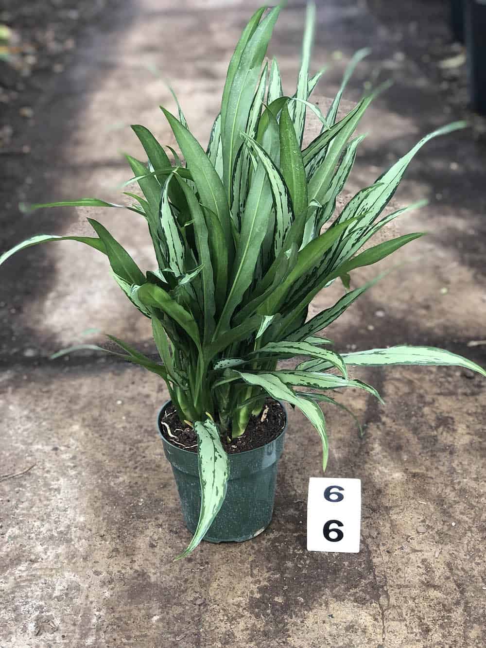 12120_6_Chinese-Evergreen_AGLAONEMA_CUTLASS_06-1