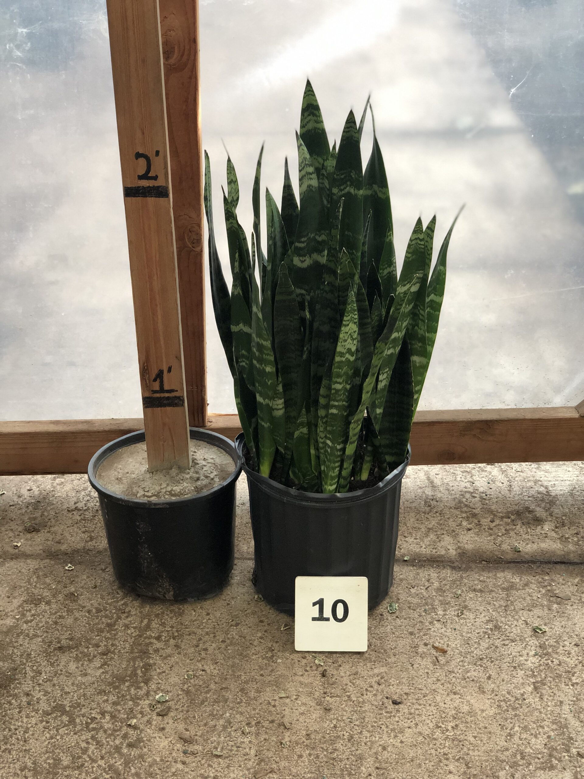 12630_10-Sansevieria-Zeylanica_IMG_9233-1