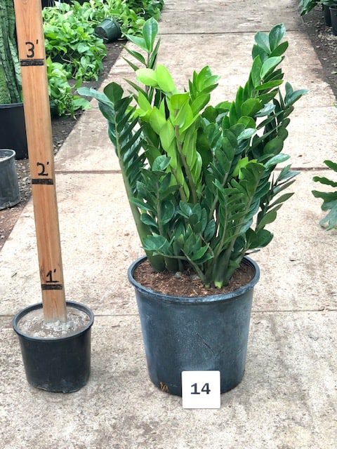 13952_14.Zamioculcas_IMG_7500