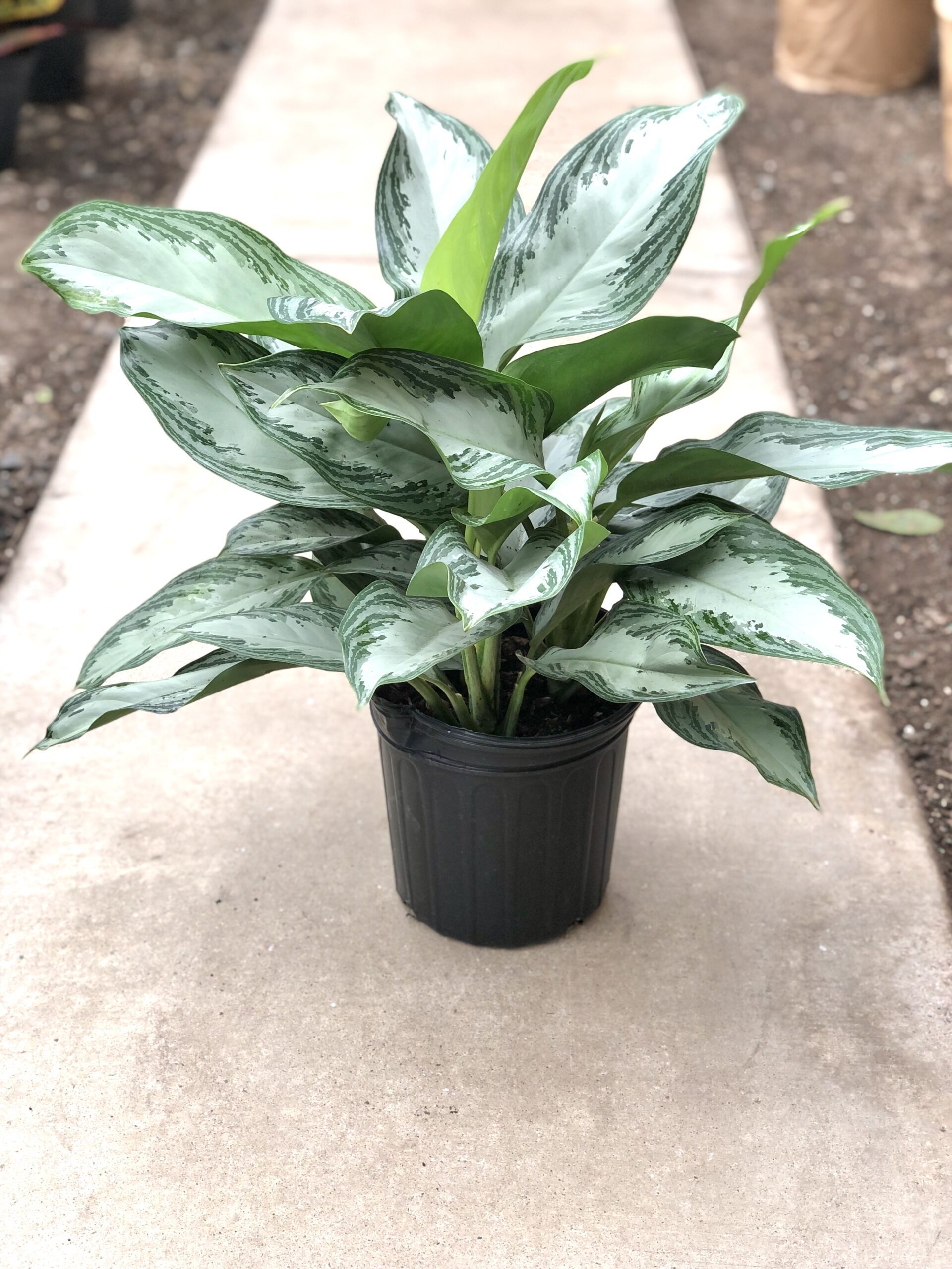 14391_09-Chinese-Evergreen_IMG_3335-1