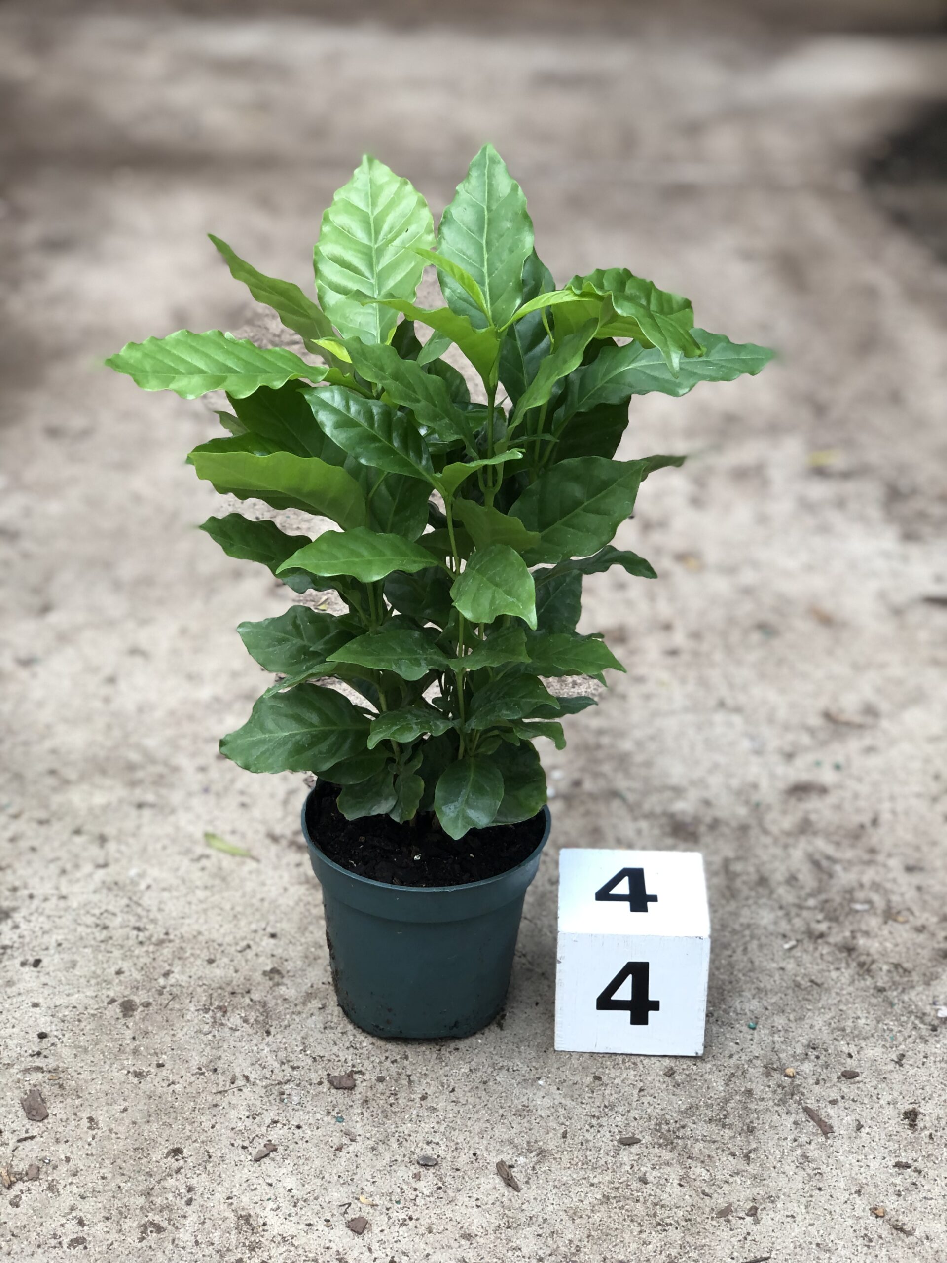 27352_4-Coffee-Arabica_IMG_9243-1