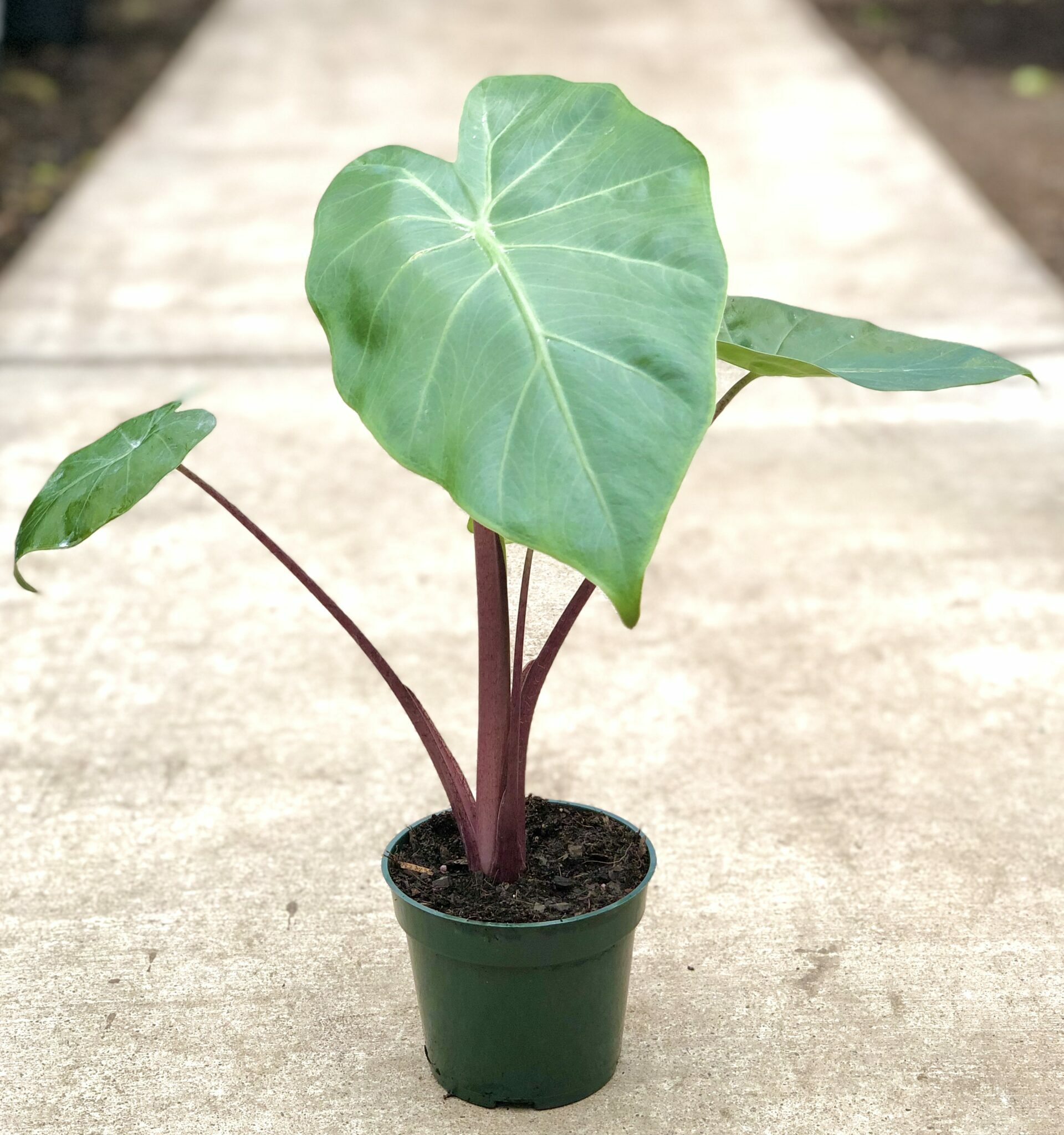 27729_4-Alocasia-Imperial-Red_IMG_2183-1-e1657558725790