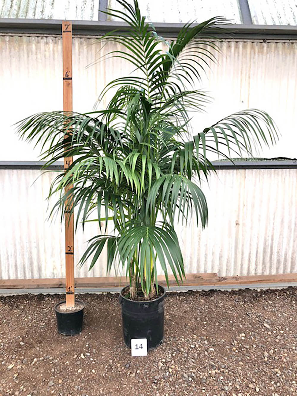 27770_14-Kentia_KENTIA_14-1