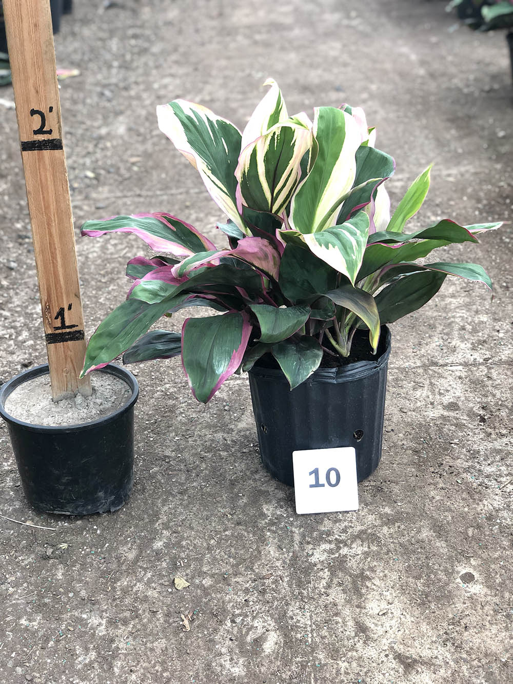 28099_10_Cordyline-Bolero_CORDYLINE_BOLERO_10-1