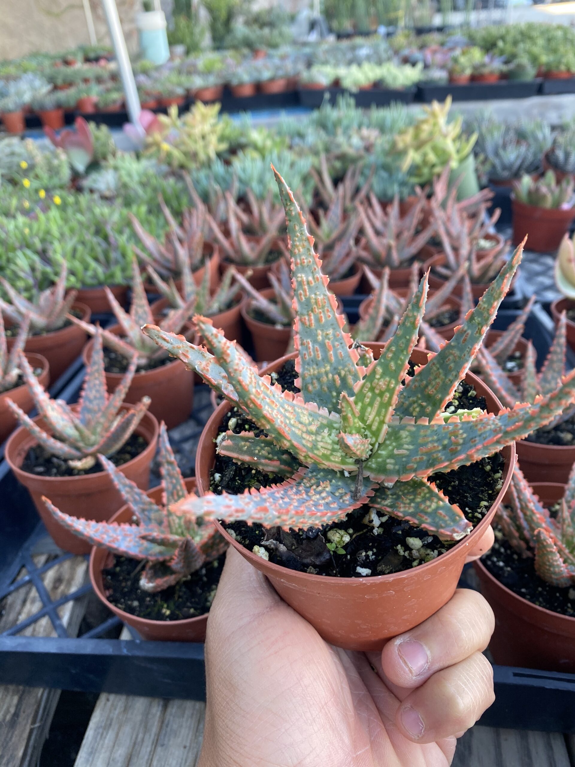 6F62992C-DAAD-41FC-BED0-6F2D2CB48762