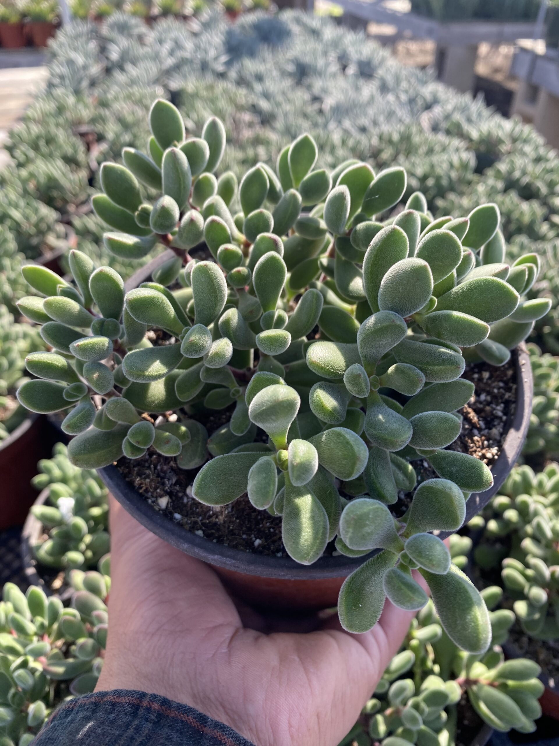 F96B7F6C-B646-4C76-B35C-A7ADDC8AED52