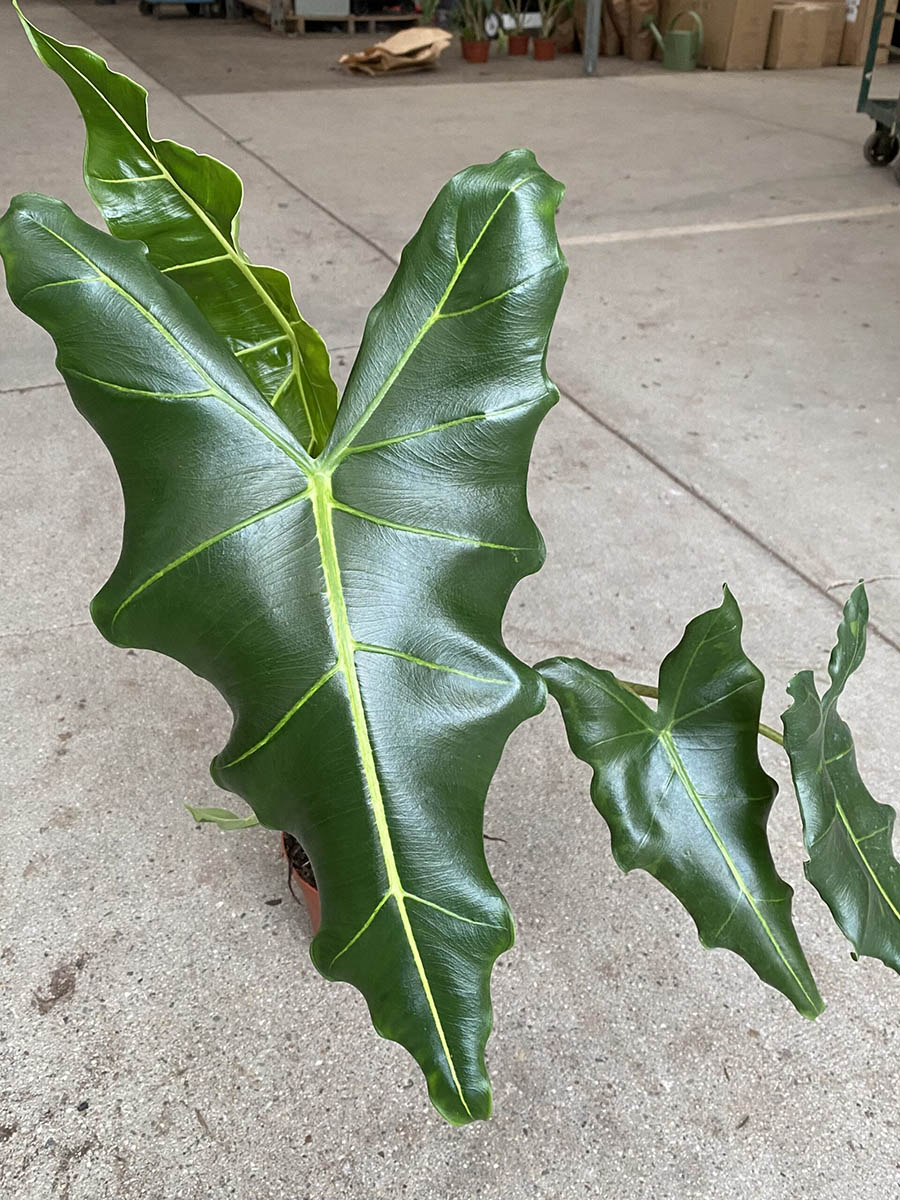 34337_6 Alocasia Sarian_IMG-1158
