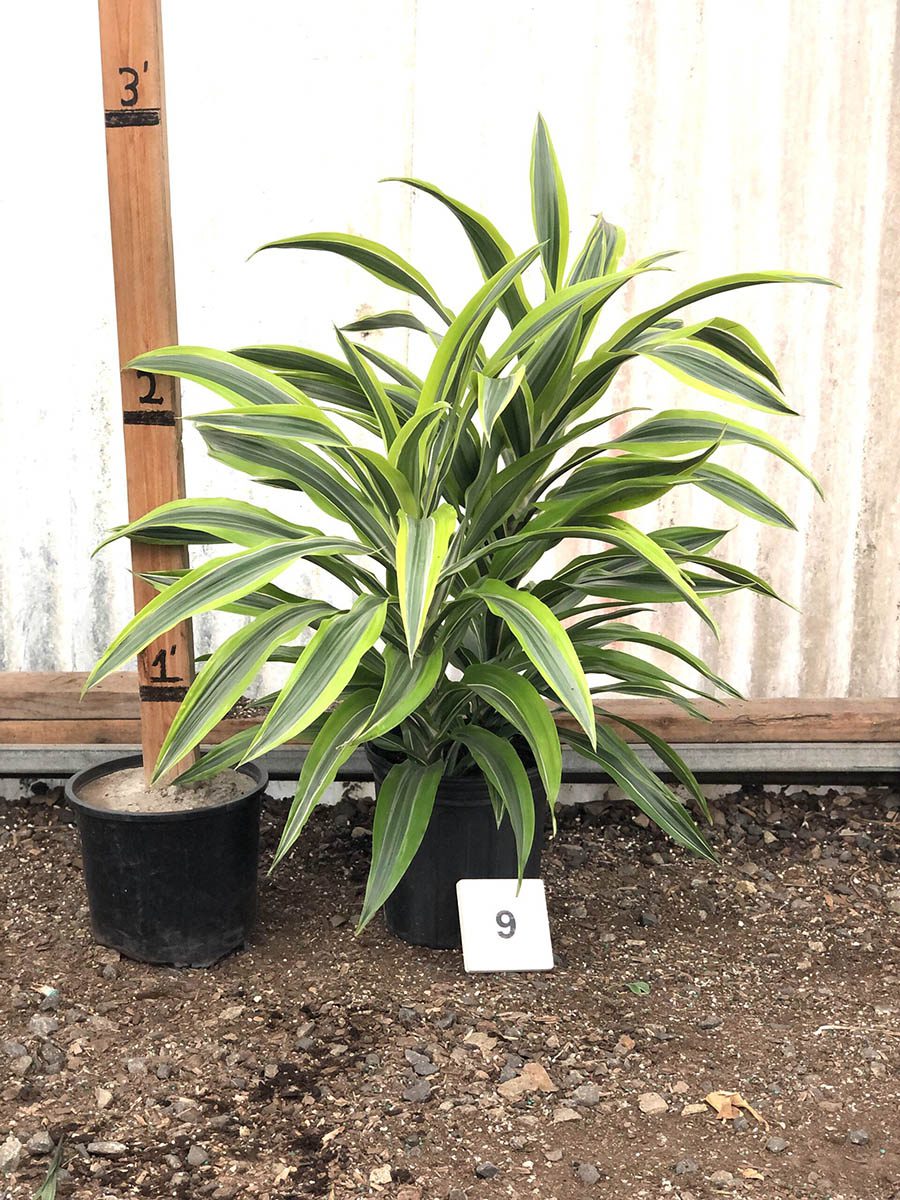 27889_09 Dracaena Lemon Lime, 2p, 2.75, Tips_IMG_1541