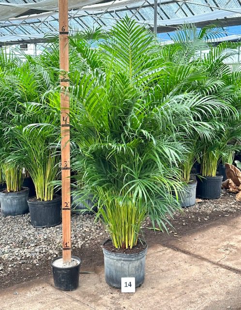 29954_14 Areca Palm, 4.5_IMG_3604