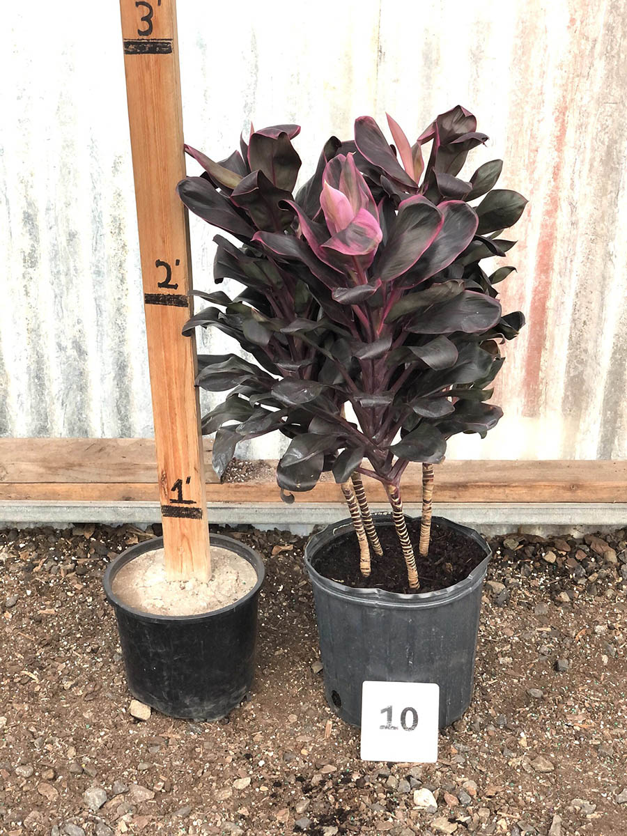 30043_10 Cordyline Roly_IMG_1523 (1)