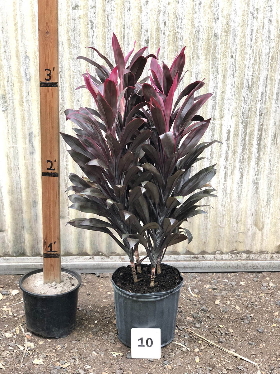 31984_10 Cordyline Sharon_IMG_1568 (1)