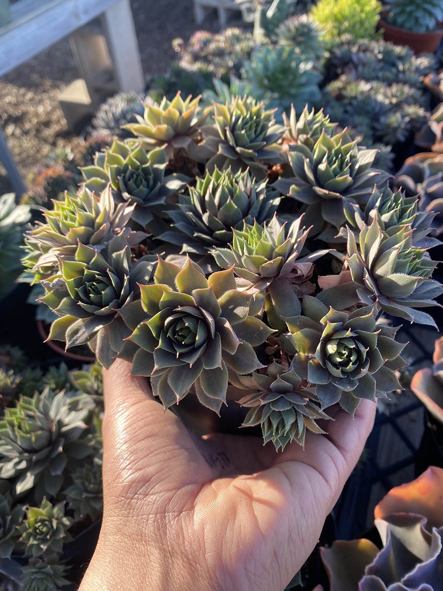 BFBE2C8C-8D81-430F-9090-AF518CBA4BC8