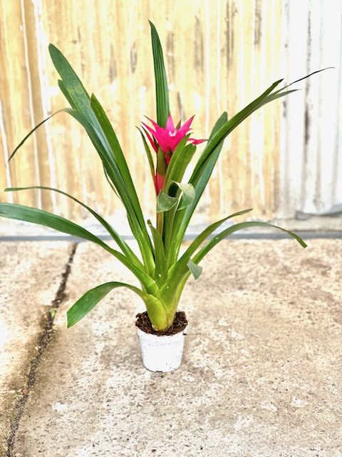 35086_4 Guzmania Hybrid-Purple_IMG_5373