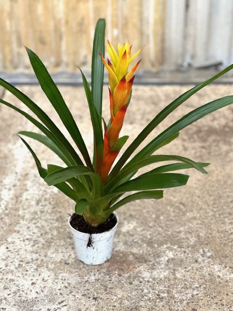 35088_4 Guzmania Hybrid-Orange_IMG_5145