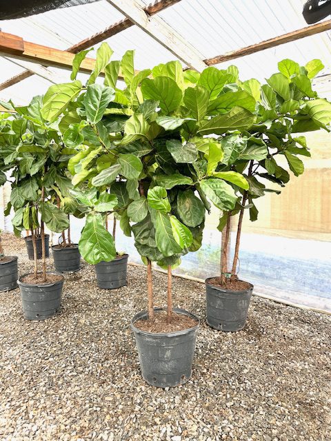 27927_17 Ficus Lyrata, Standard, 2p, 7_IMG_5744