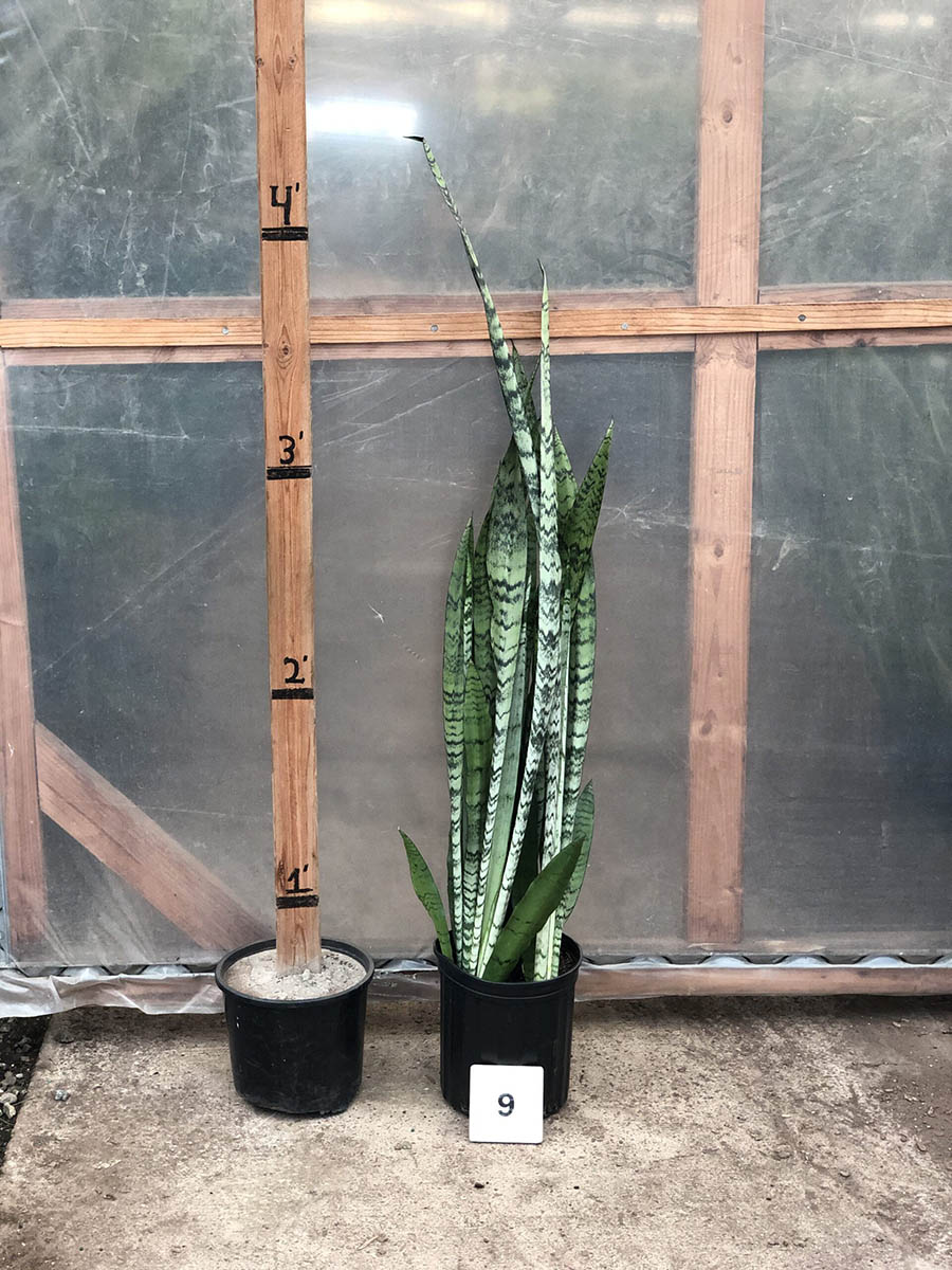 30516_09 Sansevieria Peppermint, 3.5_IMG_1783 (2)