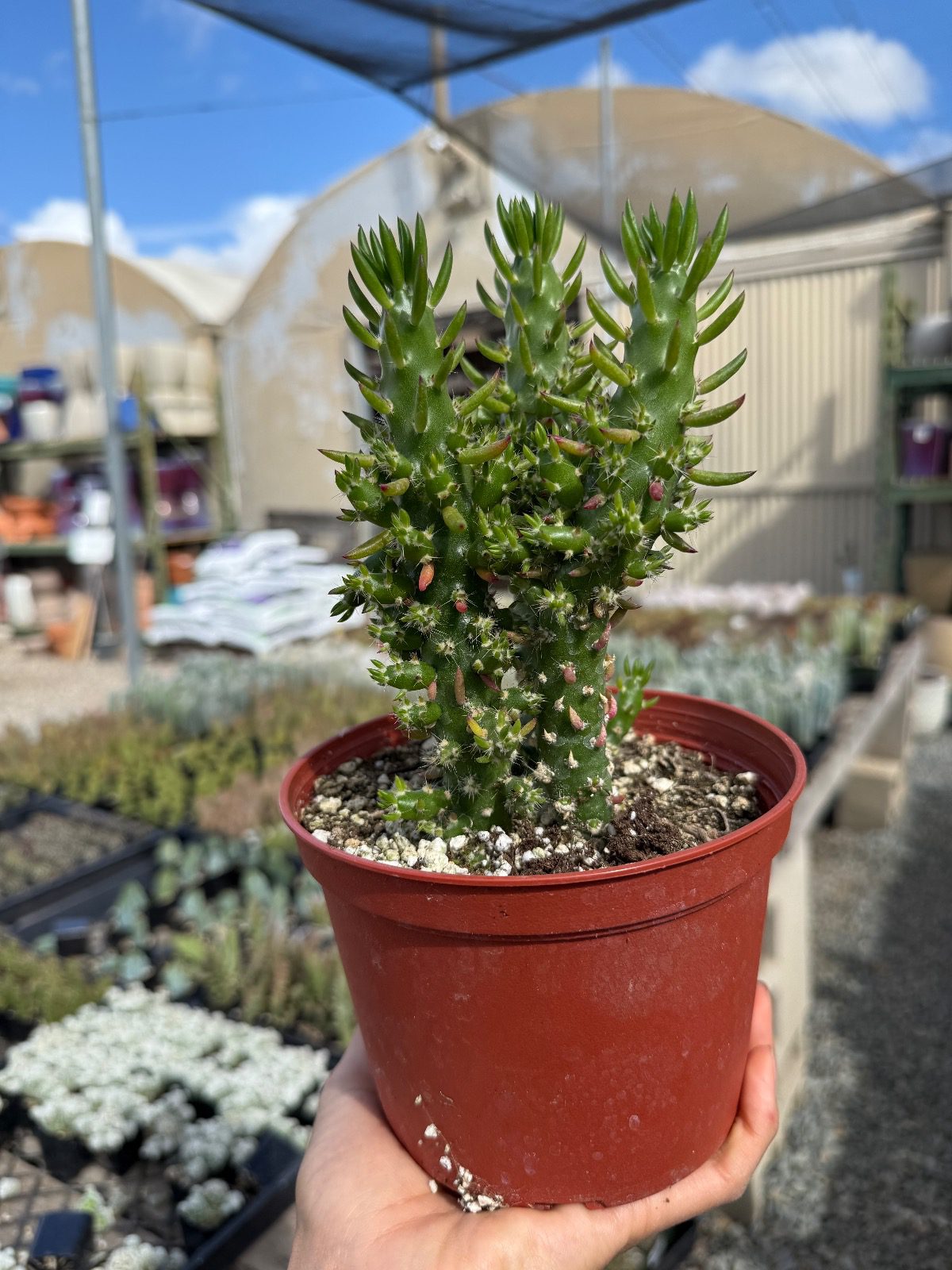 35259-6-austrocylindropuntia-subulata-img_3124