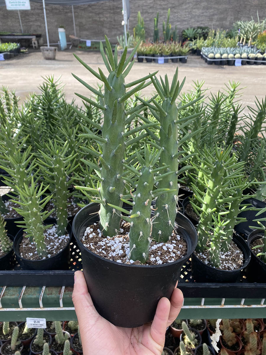 B7225969-D3F8-4E29-8545-563E51BBAD86