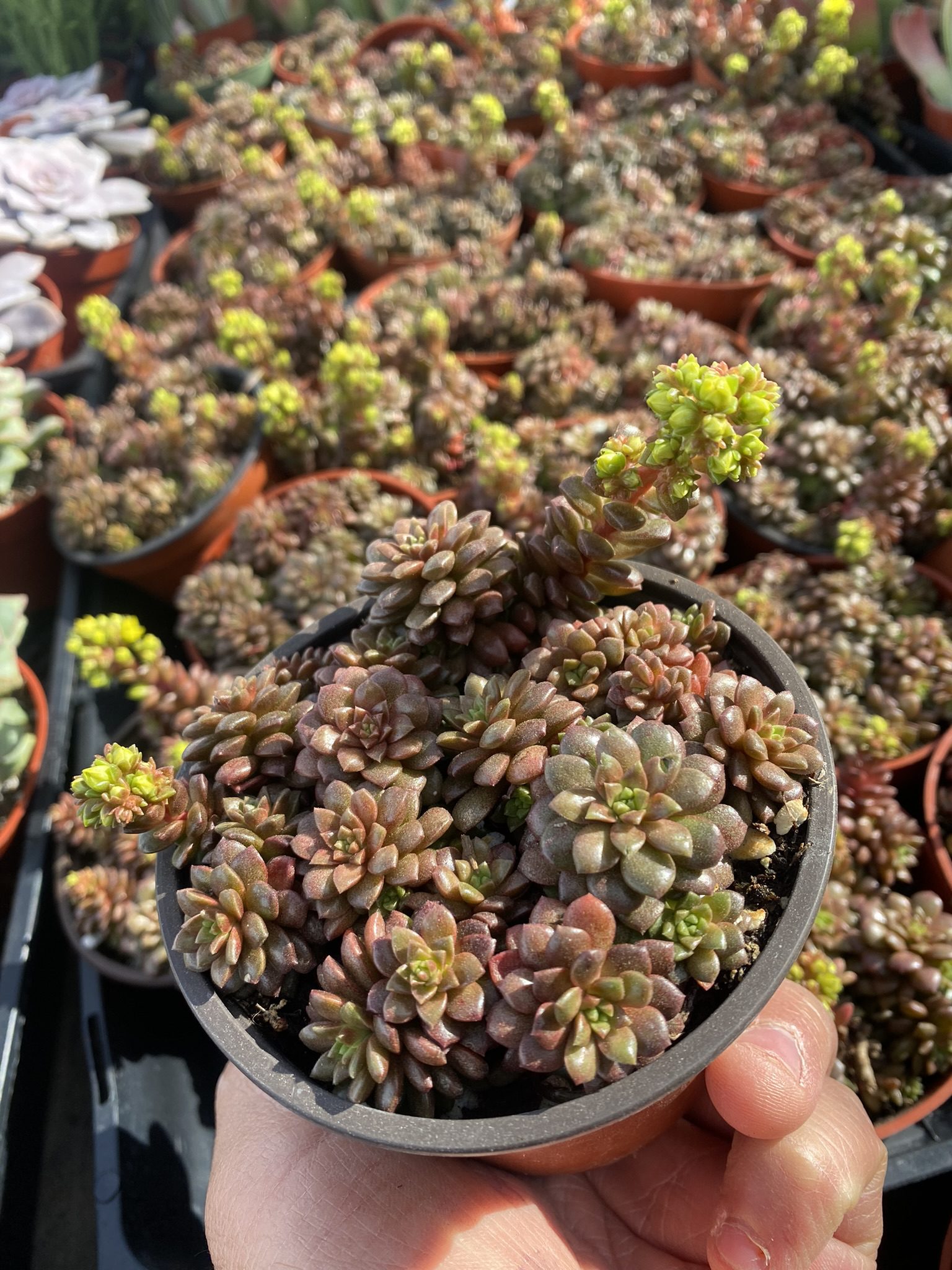 288FF837-B62F-4C5D-8A09-BD2B93AE8C7F