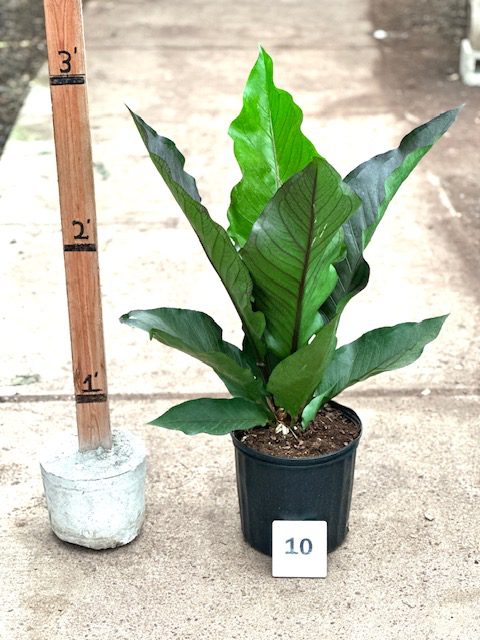 30462_10 Anthurium Big Red_IMG_0942 (2)