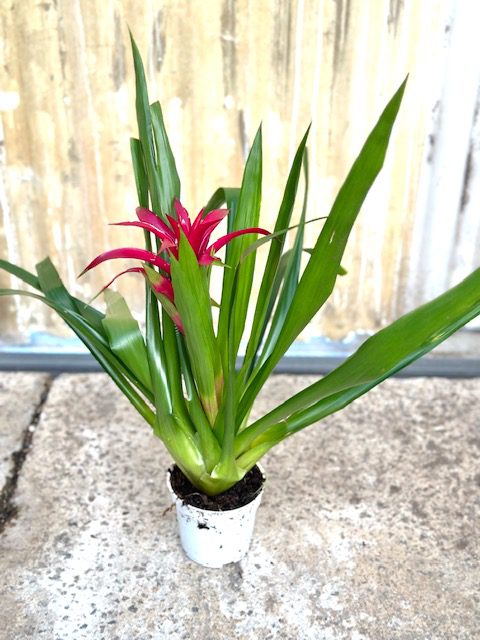 35315_4 Guzmania Hybrid-Fuchsia_IMG_5131