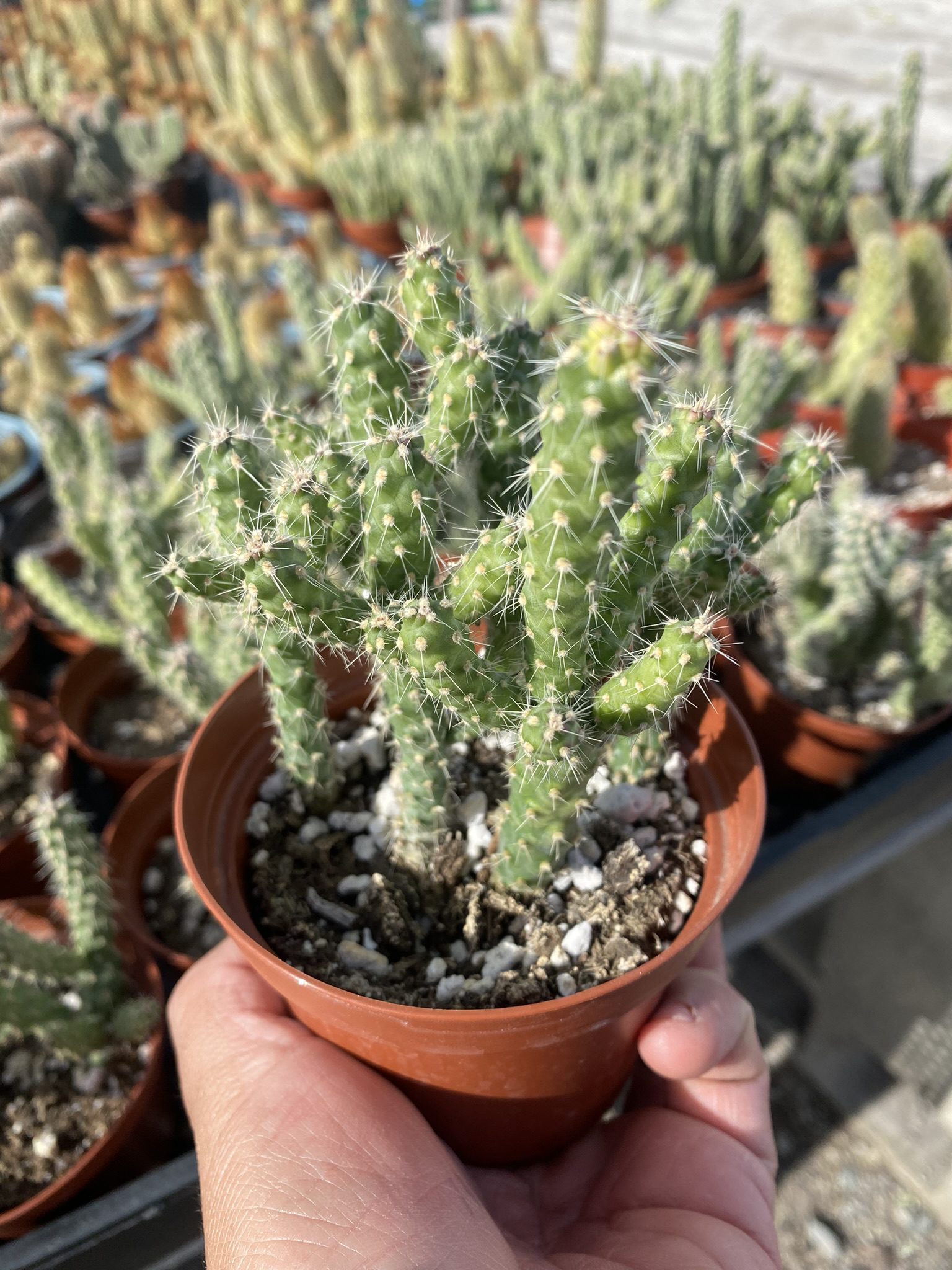 7EB5B63D-8D5D-4ABE-9C13-E1C6DF0F0C54