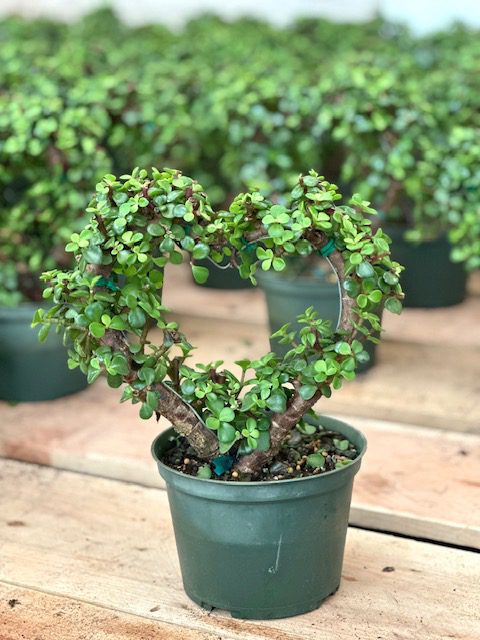 30734_6 Portulacaria Heart Topiary_IMG_4322