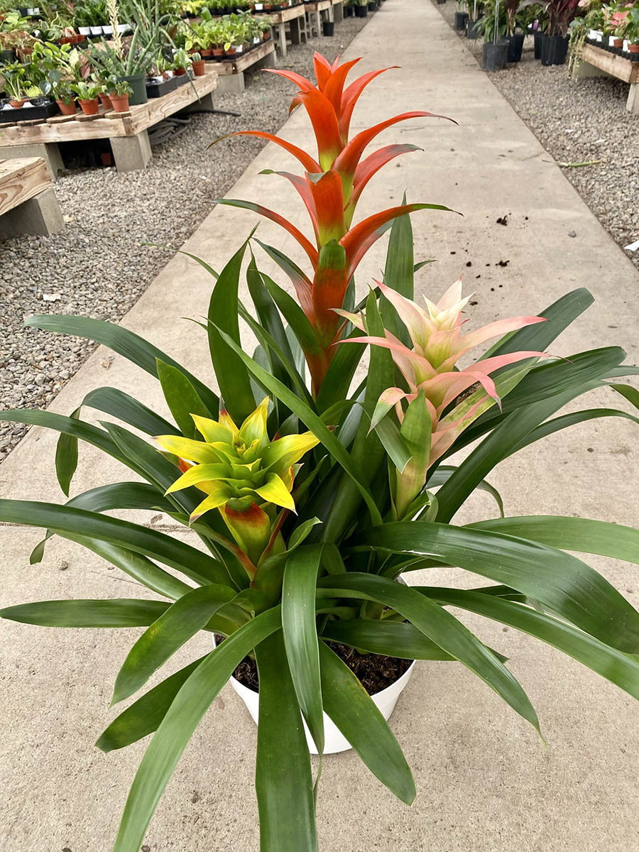 B07B79F6-2C35-4D9E-9EE6-8B79F5360CAA