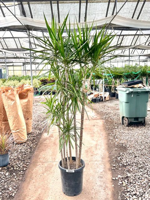 30995_14 Dracaena Marginata, 7, 5p, Cutbacks_IMG_5516