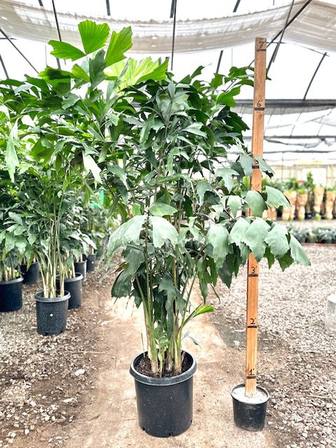 31362_17 Caryota Mitis, 7, 4p_IMG_6242 (2)