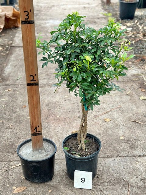 30287_09 Schefflera Arboricola Mini Leaf, Braid, 2.5_IMG_7297 (3)