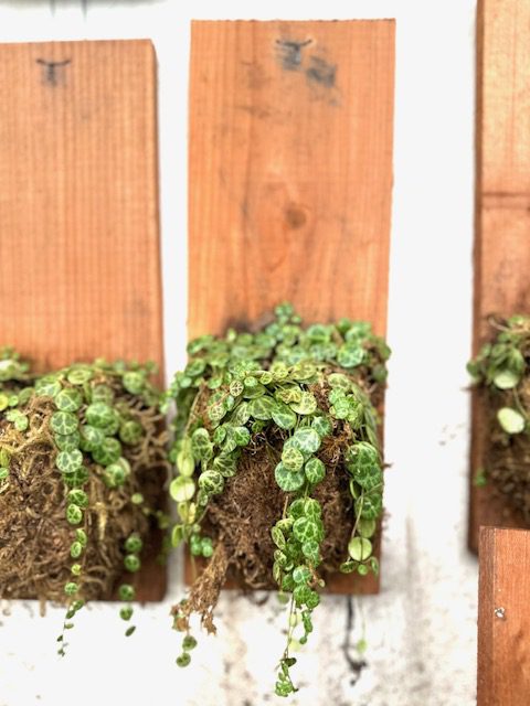 31723_String of Turtles, Plaque, 6x16_IMG_8498