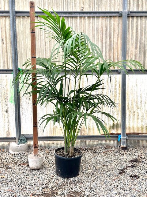 13935_14 Kentia Palm, 6, 4p (Cal.)_IMG_0166