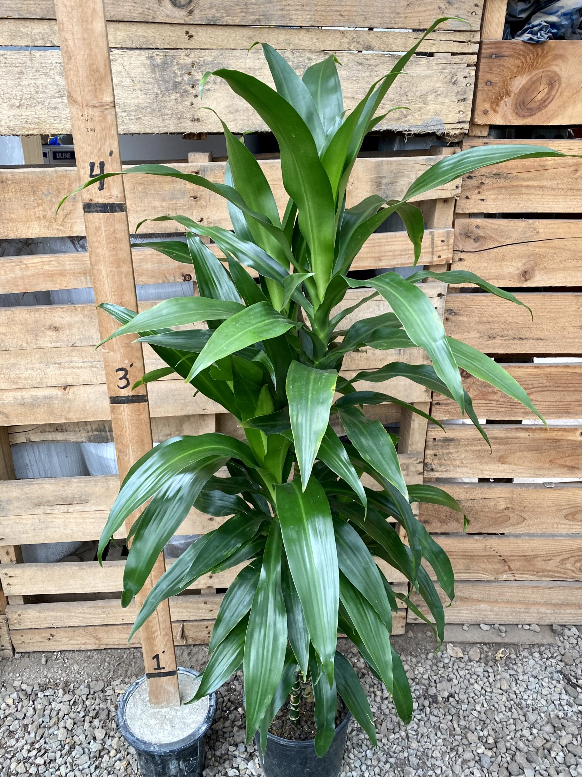 4886D9D7-6EB7-42C5-87D0-F5ABDAB652B3