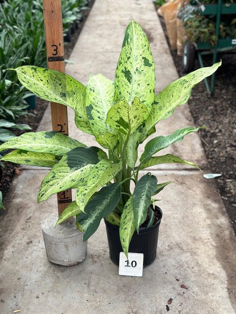 34035_10 Dieffenbachia Camouflage_IMG_9398