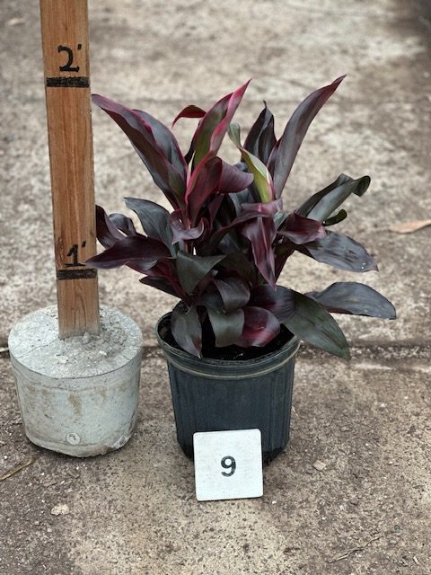 34462_09 Cordyline Ruby_IMG_9407