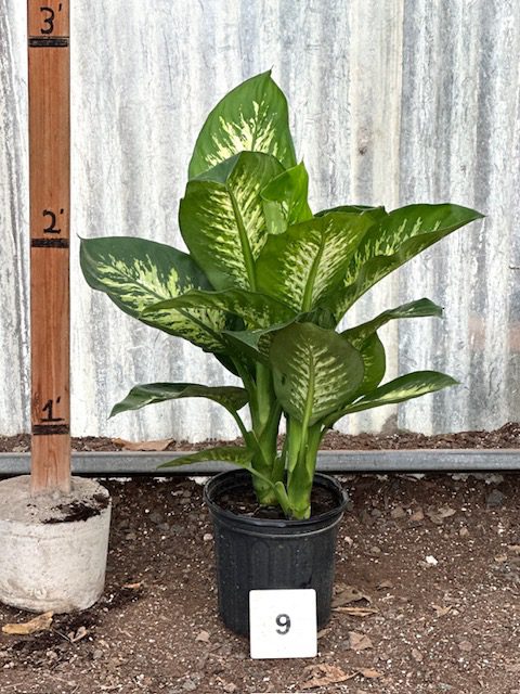 34775_09 Dieffenbachia Tropic Snow_IMG_1593 (1)