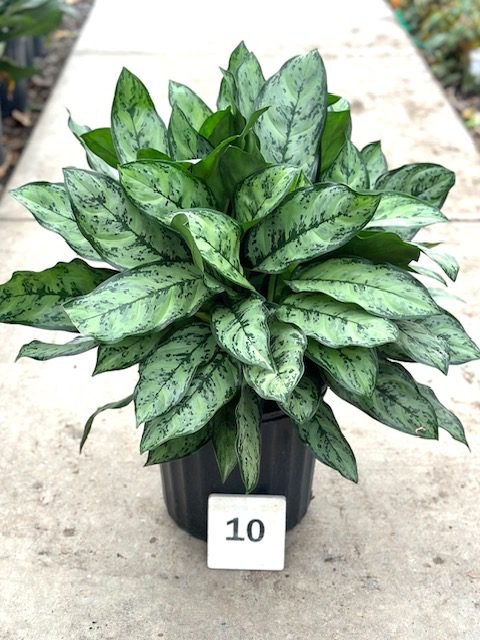 35166_10 Chinese Evergreen Primo_IMG_9854 (1)