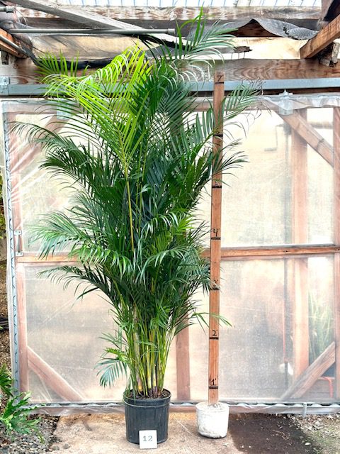 35310_12 Areca Palm, 7, XL_IMG_1372