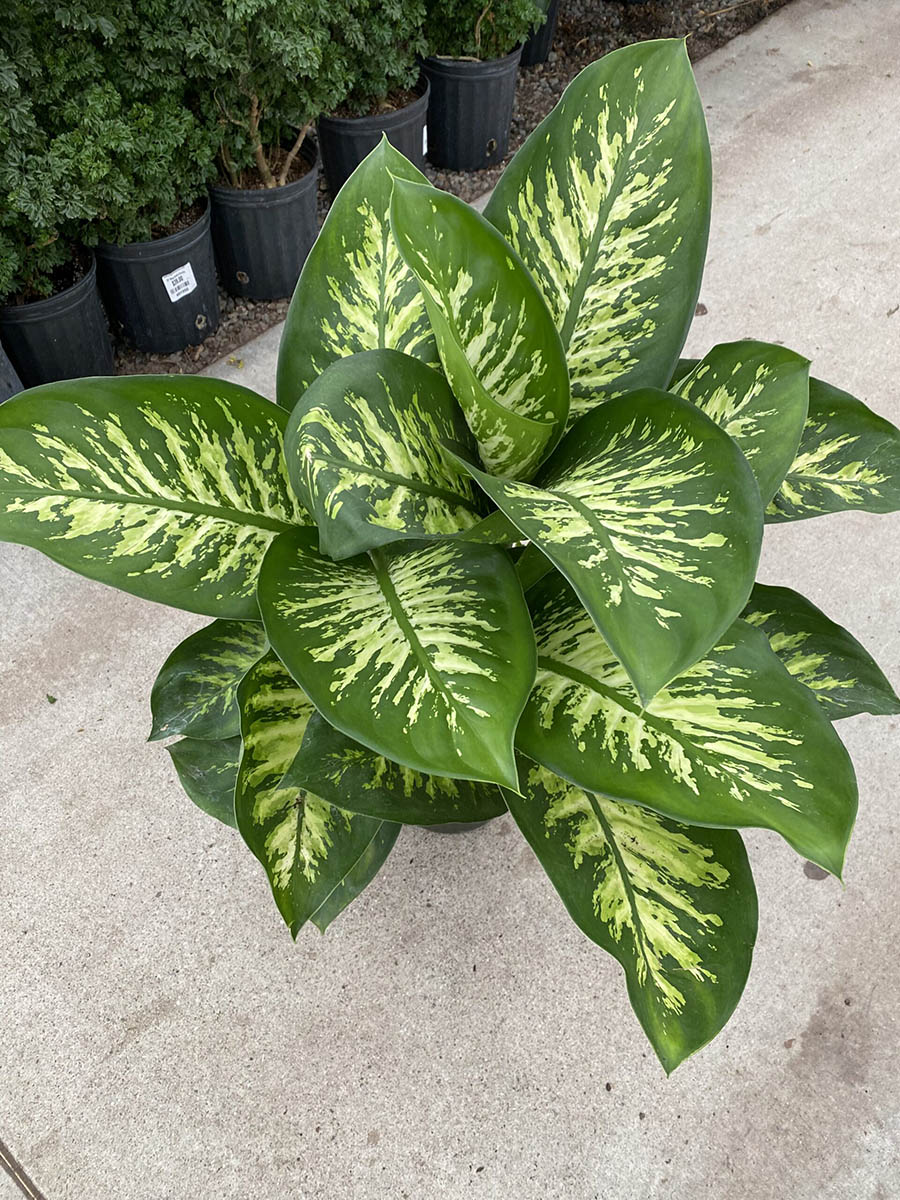 E5B929E6-7422-488D-8EDD-71CAE2C51F59