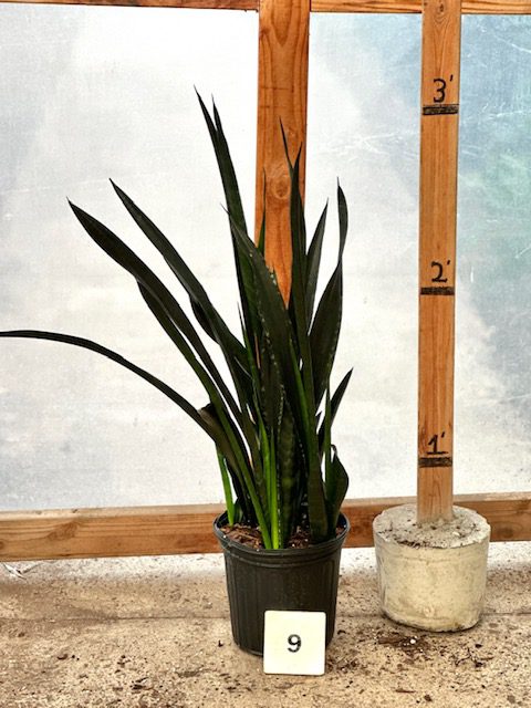 35913_09 Sansevieria Dakota_IMG_1621 (1)