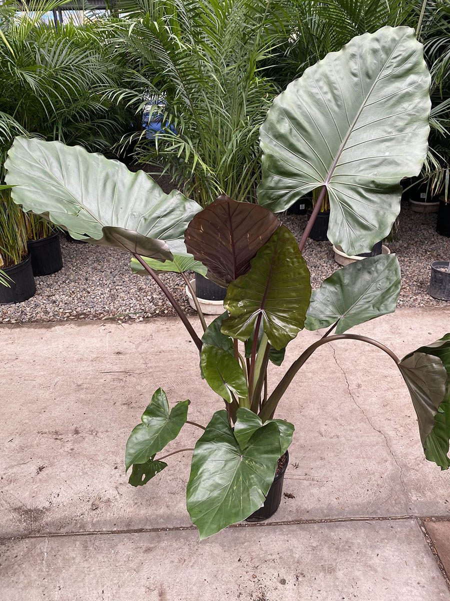 D2862C95-CF5D-4494-82F9-CD9DA5E4D7B6