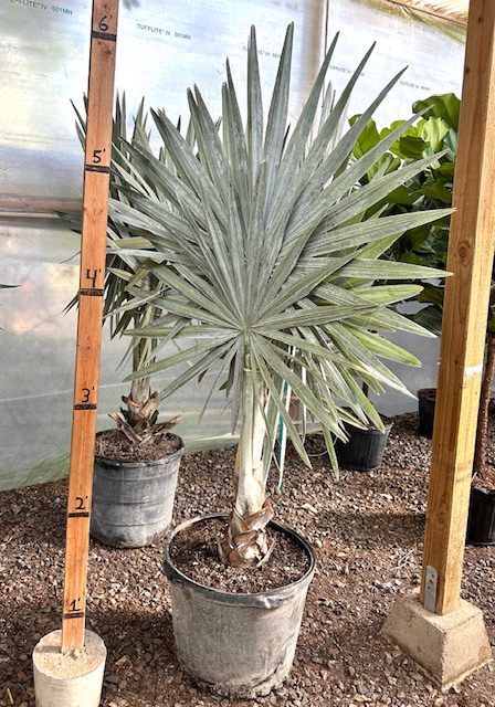 35961_17 Bismarkia Palm, 6_IMG_2476