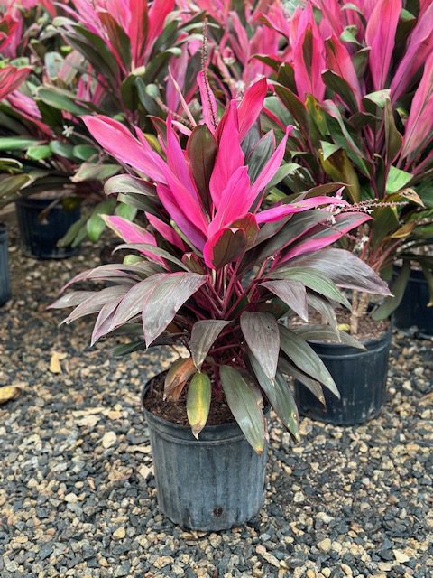 36014_12 Cordyline Maria, 3.5, Multi_IMG_4234
