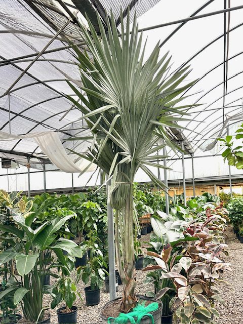36051_21 Bismarkia Palm, 8_IMG_4991
